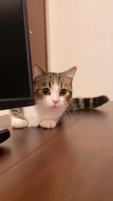 Top 5 Essential Products Every Cat Owner Needs to Have