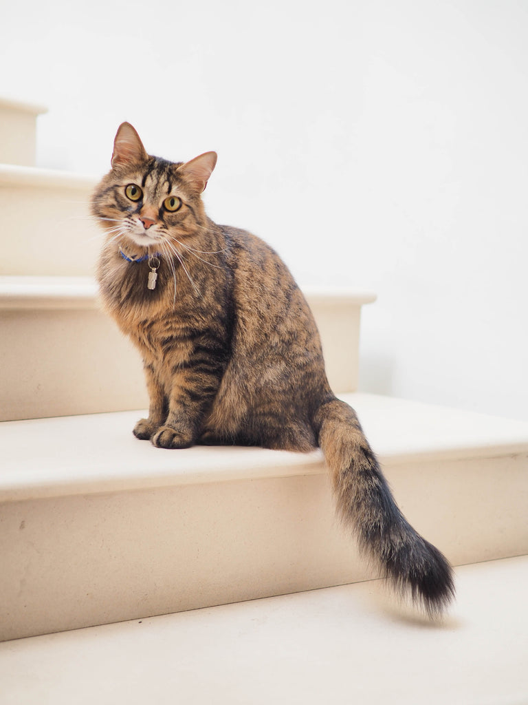 How to Keep Your Cat Happy and Healthy: A Guide to Cat Nutrition