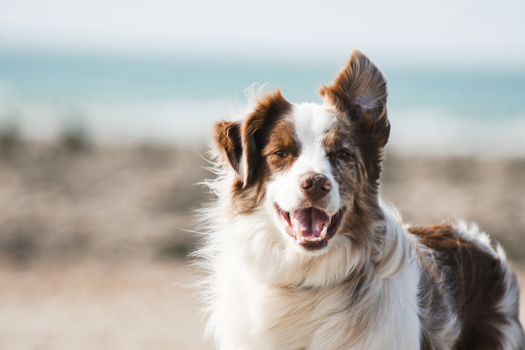 How to Keep Your Dog Entertained: Fun Activities for Dogs of All Sizes