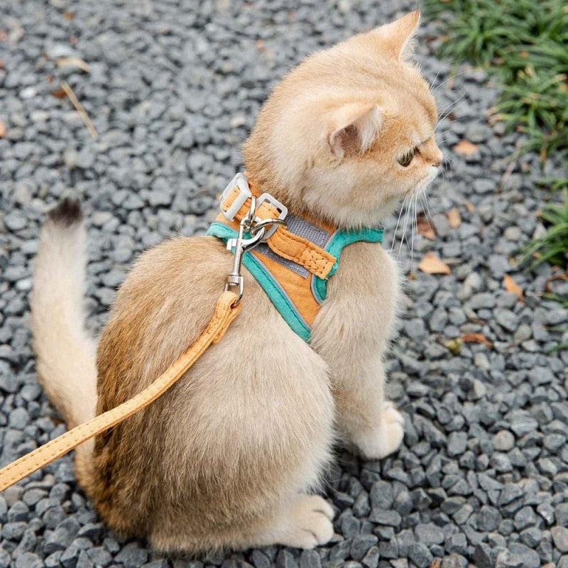 Cat Night Harness Leash